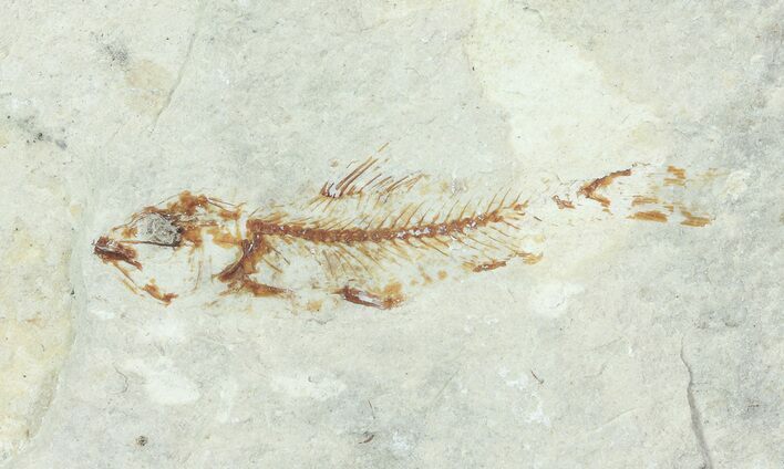 Bargain, Cretaceous Fossil Fish - Lebanon #70009
